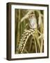 Harvest Mouse Standing Up on Corn, UK-Andy Sands-Framed Photographic Print
