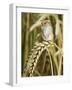 Harvest Mouse Standing Up on Corn, UK-Andy Sands-Framed Photographic Print