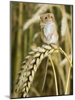 Harvest Mouse Standing Up on Corn, UK-Andy Sands-Mounted Photographic Print