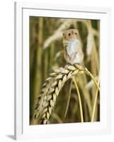 Harvest Mouse Standing Up on Corn, UK-Andy Sands-Framed Photographic Print