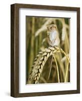 Harvest Mouse Standing Up on Corn, UK-Andy Sands-Framed Photographic Print