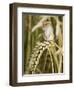 Harvest Mouse Standing Up on Corn, UK-Andy Sands-Framed Photographic Print