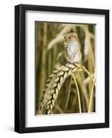 Harvest Mouse Standing Up on Corn, UK-Andy Sands-Framed Photographic Print