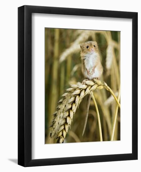 Harvest Mouse Standing Up on Corn, UK-Andy Sands-Framed Photographic Print