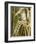 Harvest Mouse Standing Up on Corn, UK-Andy Sands-Framed Photographic Print