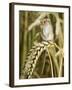 Harvest Mouse Standing Up on Corn, UK-Andy Sands-Framed Photographic Print