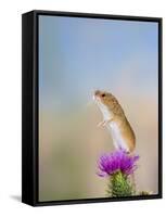 Harvest Mouse Upright on Thistle-null-Framed Stretched Canvas