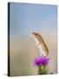 Harvest Mouse Upright on Thistle-null-Stretched Canvas
