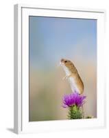 Harvest Mouse Upright on Thistle-null-Framed Photographic Print