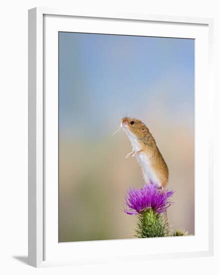 Harvest Mouse Upright on Thistle-null-Framed Photographic Print