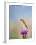 Harvest Mouse Upright on Thistle-null-Framed Photographic Print