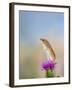 Harvest Mouse Upright on Thistle-null-Framed Photographic Print