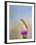 Harvest Mouse Upright on Thistle-null-Framed Photographic Print