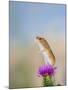 Harvest Mouse Upright on Thistle-null-Mounted Photographic Print