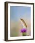 Harvest Mouse Upright on Thistle-null-Framed Photographic Print