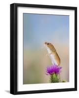 Harvest Mouse Upright on Thistle-null-Framed Photographic Print