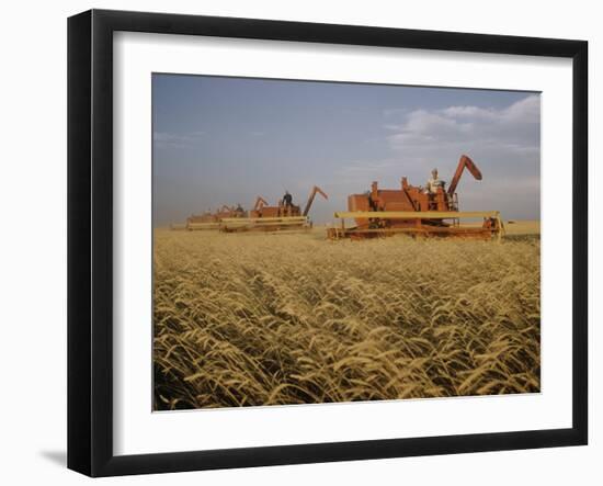 Harvest Story: Combines Harvest Wheat at Ranch in Texas-Ralph Crane-Framed Photographic Print