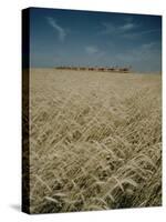 Harvest Story: Combines Harvest Wheat at Ranch in Texas-Ralph Crane-Stretched Canvas