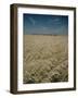 Harvest Story: Combines Harvest Wheat at Ranch in Texas-Ralph Crane-Framed Photographic Print