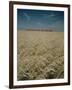 Harvest Story: Combines Harvest Wheat at Ranch in Texas-Ralph Crane-Framed Photographic Print