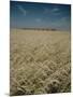 Harvest Story: Combines Harvest Wheat at Ranch in Texas-Ralph Crane-Mounted Photographic Print