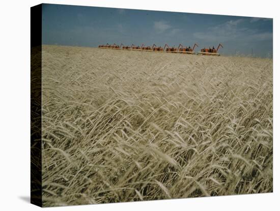 Harvest Story: Combines Harvest Wheat at Ranch in Texas-Ralph Crane-Stretched Canvas