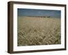 Harvest Story: Combines Harvest Wheat at Ranch in Texas-Ralph Crane-Framed Photographic Print