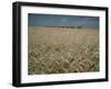 Harvest Story: Combines Harvest Wheat at Ranch in Texas-Ralph Crane-Framed Photographic Print