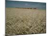 Harvest Story: Combines Harvest Wheat at Ranch in Texas-Ralph Crane-Mounted Photographic Print