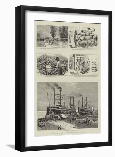 Harvest-Time on an American Cotton Plantation-null-Framed Giclee Print