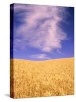 Harvest Time Wheat Crop, Palouse, Washington, USA-Terry Eggers-Stretched Canvas