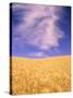 Harvest Time Wheat Crop, Palouse, Washington, USA-Terry Eggers-Stretched Canvas