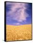 Harvest Time Wheat Crop, Palouse, Washington, USA-Terry Eggers-Framed Stretched Canvas