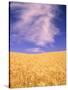 Harvest Time Wheat Crop, Palouse, Washington, USA-Terry Eggers-Stretched Canvas