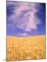 Harvest Time Wheat Crop, Palouse, Washington, USA-Terry Eggers-Mounted Premium Photographic Print