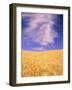 Harvest Time Wheat Crop, Palouse, Washington, USA-Terry Eggers-Framed Photographic Print