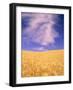 Harvest Time Wheat Crop, Palouse, Washington, USA-Terry Eggers-Framed Photographic Print