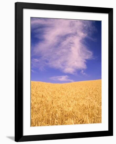 Harvest Time Wheat Crop, Palouse, Washington, USA-Terry Eggers-Framed Photographic Print