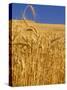 Harvest Time Wheat Crop, Palouse, Washington, USA-Terry Eggers-Stretched Canvas