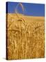 Harvest Time Wheat Crop, Palouse, Washington, USA-Terry Eggers-Stretched Canvas