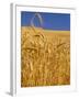 Harvest Time Wheat Crop, Palouse, Washington, USA-Terry Eggers-Framed Premium Photographic Print