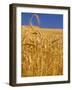 Harvest Time Wheat Crop, Palouse, Washington, USA-Terry Eggers-Framed Photographic Print