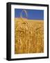 Harvest Time Wheat Crop, Palouse, Washington, USA-Terry Eggers-Framed Photographic Print