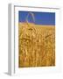 Harvest Time Wheat Crop, Palouse, Washington, USA-Terry Eggers-Framed Photographic Print