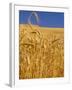 Harvest Time Wheat Crop, Palouse, Washington, USA-Terry Eggers-Framed Photographic Print