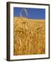 Harvest Time Wheat Crop, Palouse, Washington, USA-Terry Eggers-Framed Photographic Print