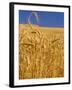 Harvest Time Wheat Crop, Palouse, Washington, USA-Terry Eggers-Framed Photographic Print