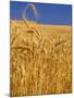 Harvest Time Wheat Crop, Palouse, Washington, USA-Terry Eggers-Mounted Photographic Print