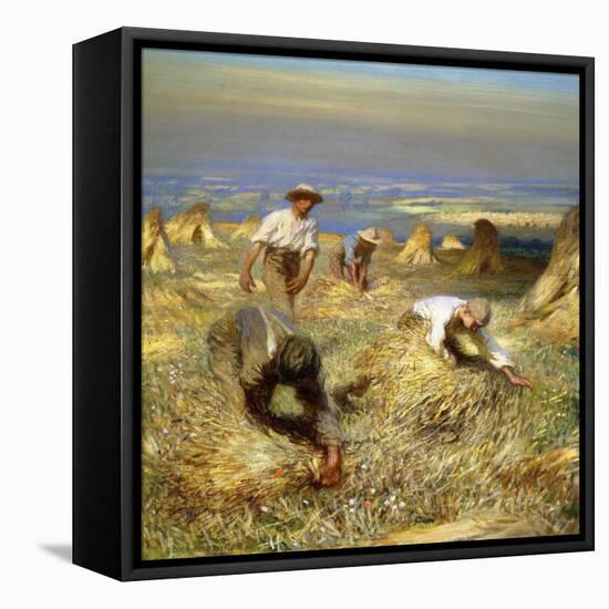 Harvest, Tying the Sheaves, 1902 (Oil on Canvas)-George Clausen-Framed Stretched Canvas