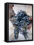 Harvest Worker Holding Malbec Wine Grapes, Mendoza, Argentina, South America-Yadid Levy-Framed Stretched Canvas